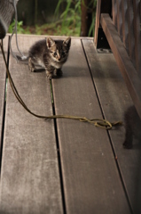 こねこ こねこ