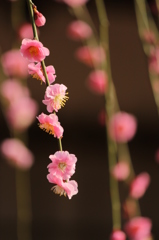 しだれ梅＠縮景園