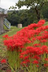 彼岸花