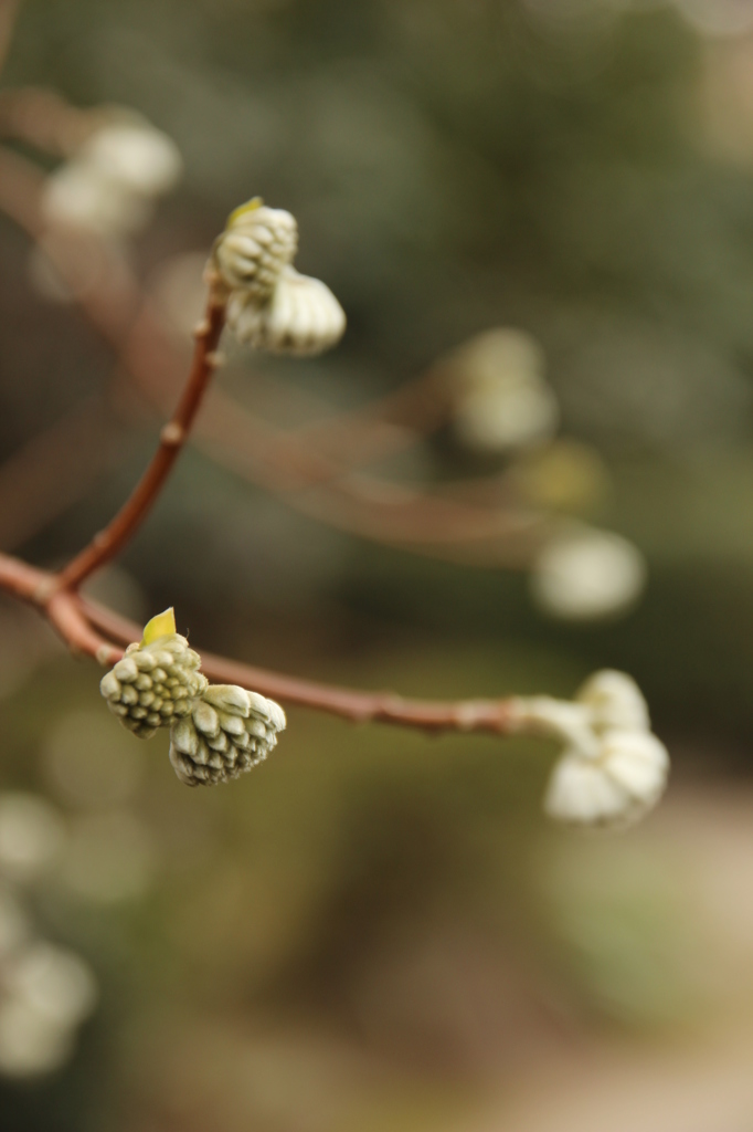 なんのおはな＠縮景園
