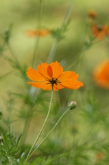 キバナコスモス