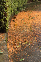 きんもくせい