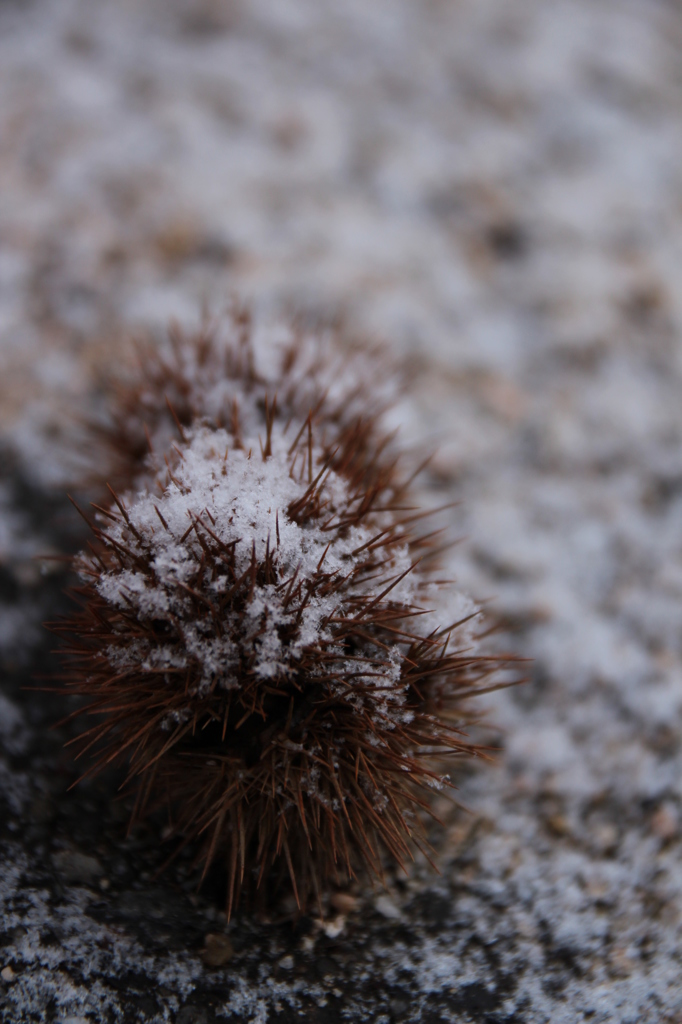 いがにも雪