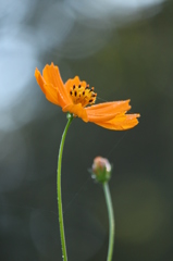 キバナコスモス