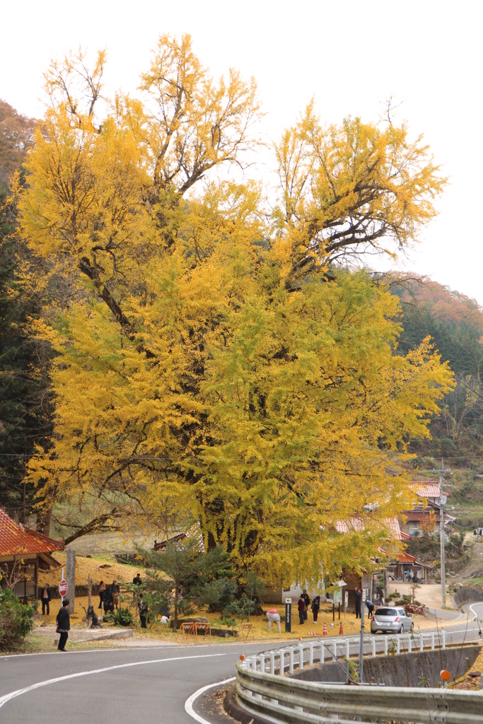 大銀杏
