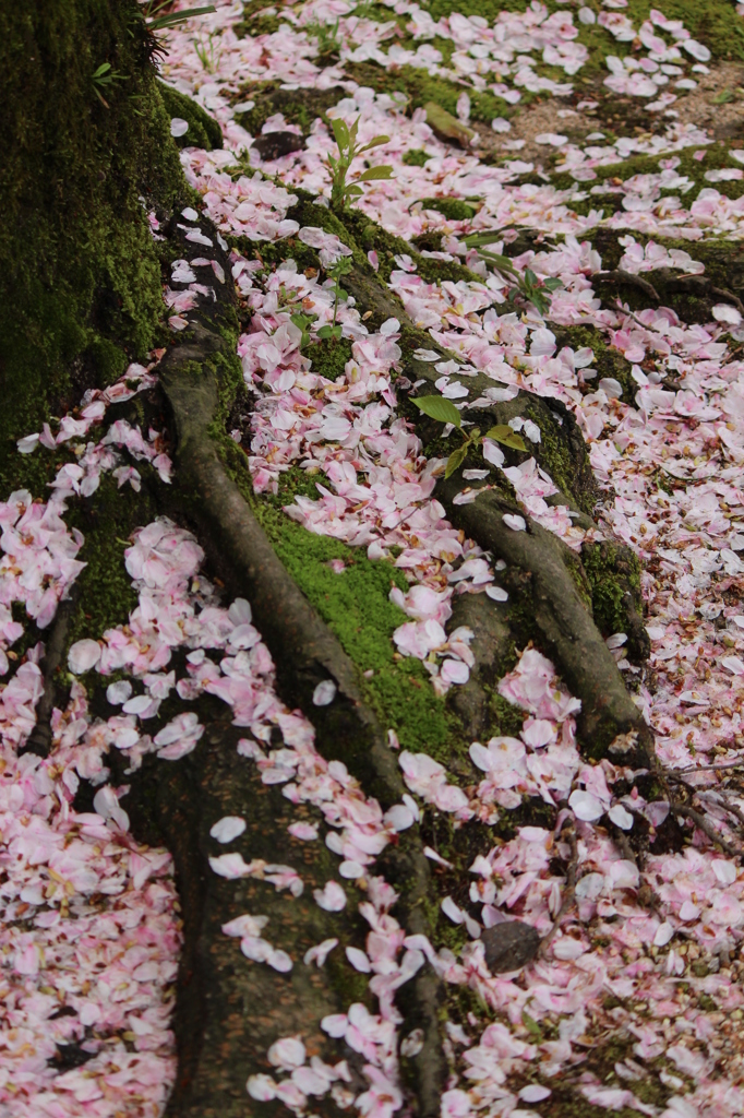 ねっこ