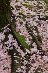 ねっこ