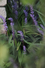 となりのヤブラン