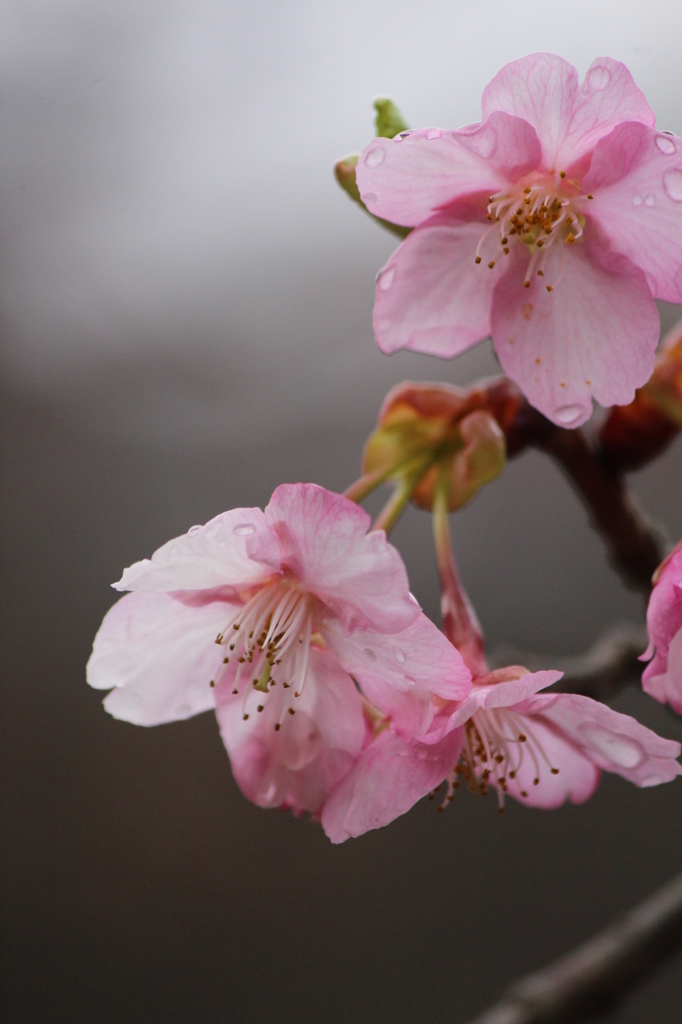 河津桜
