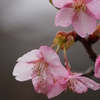 河津桜