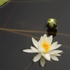 睡蓮