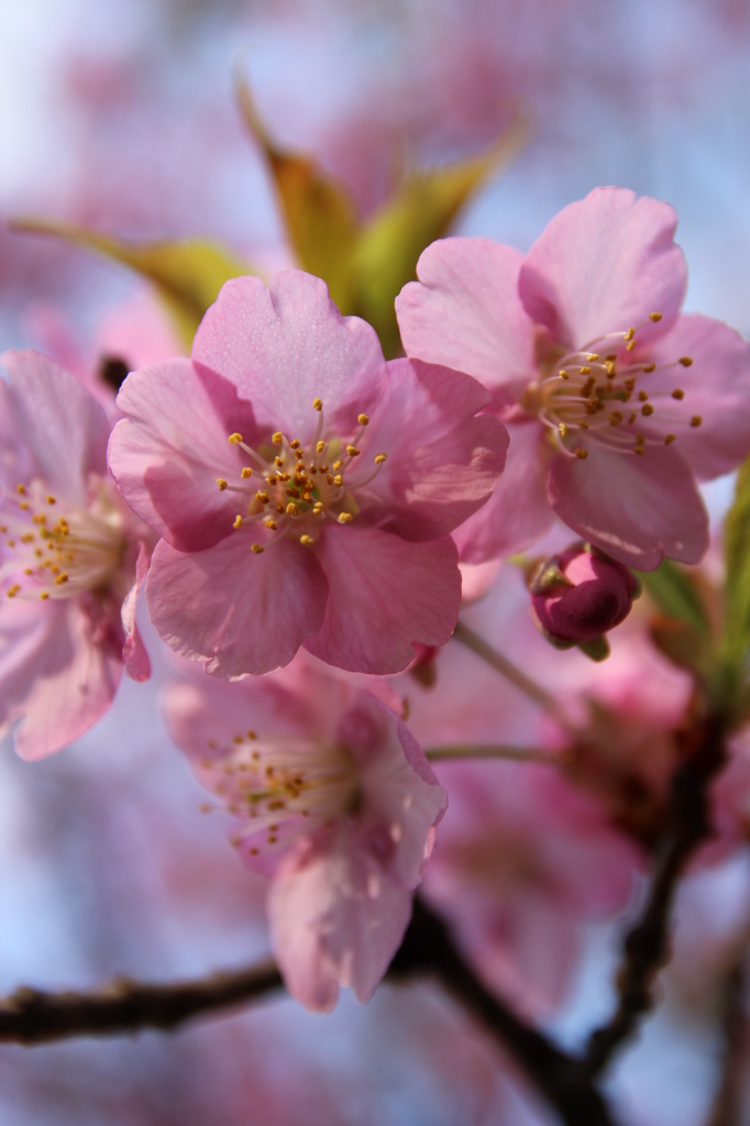 桜