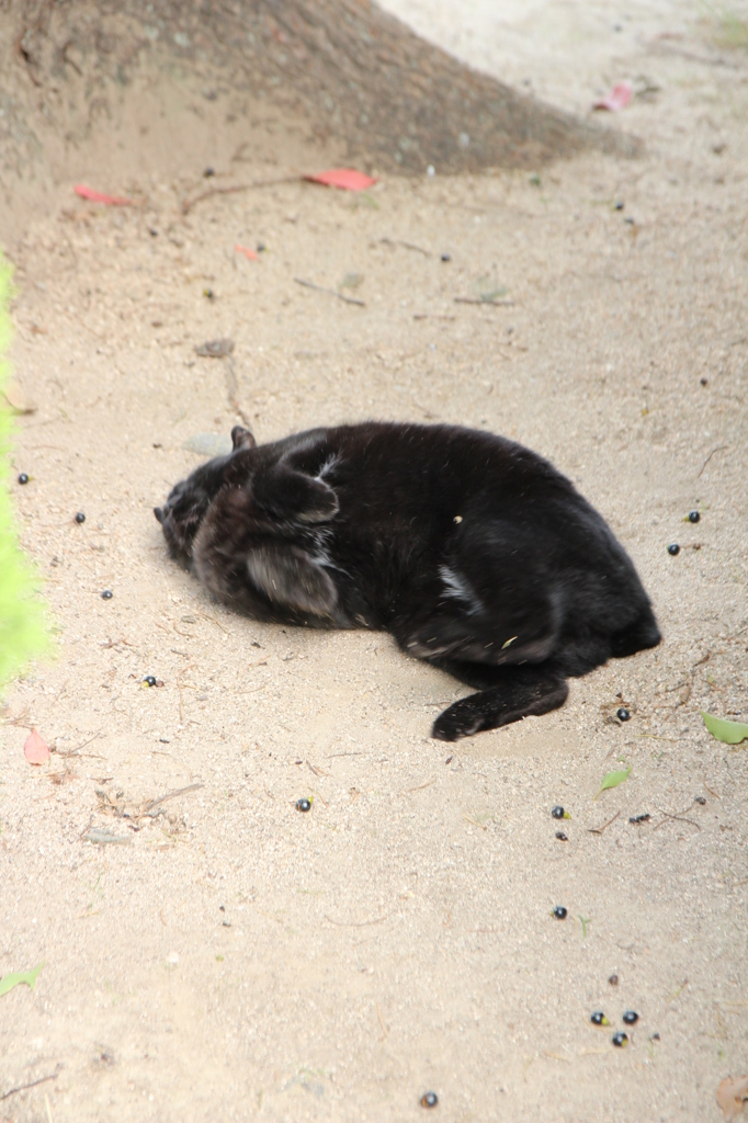 背中がかゆいのらねこ