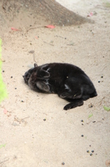 背中がかゆいのらねこ