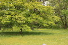 木陰