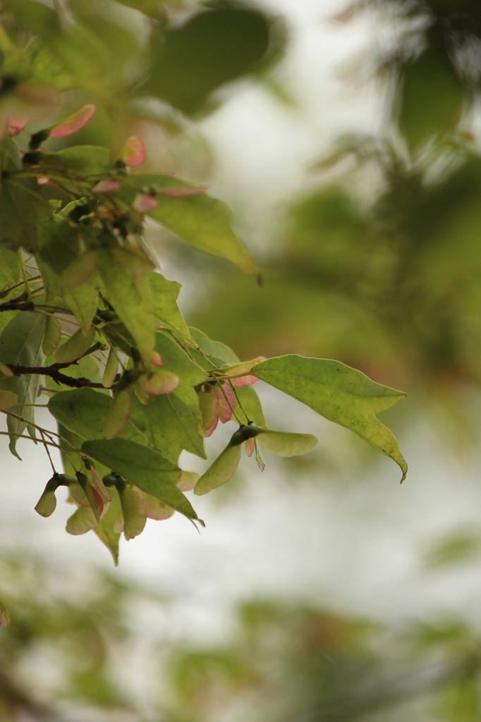 かえでみたいな実