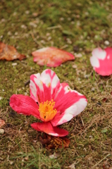 落花