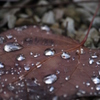 雨上がり