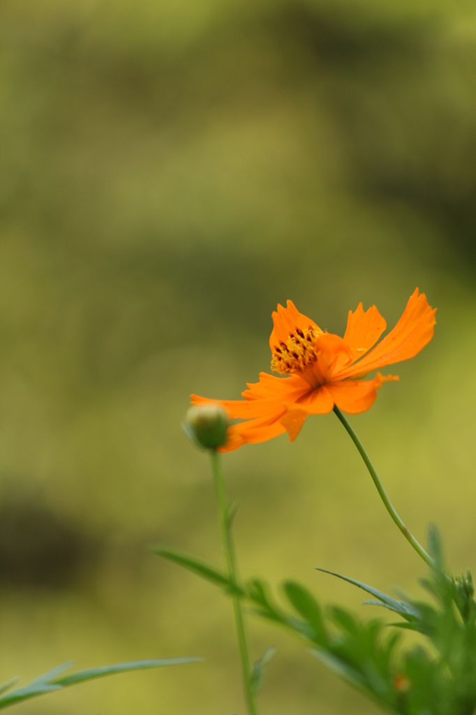 キバナコスモス