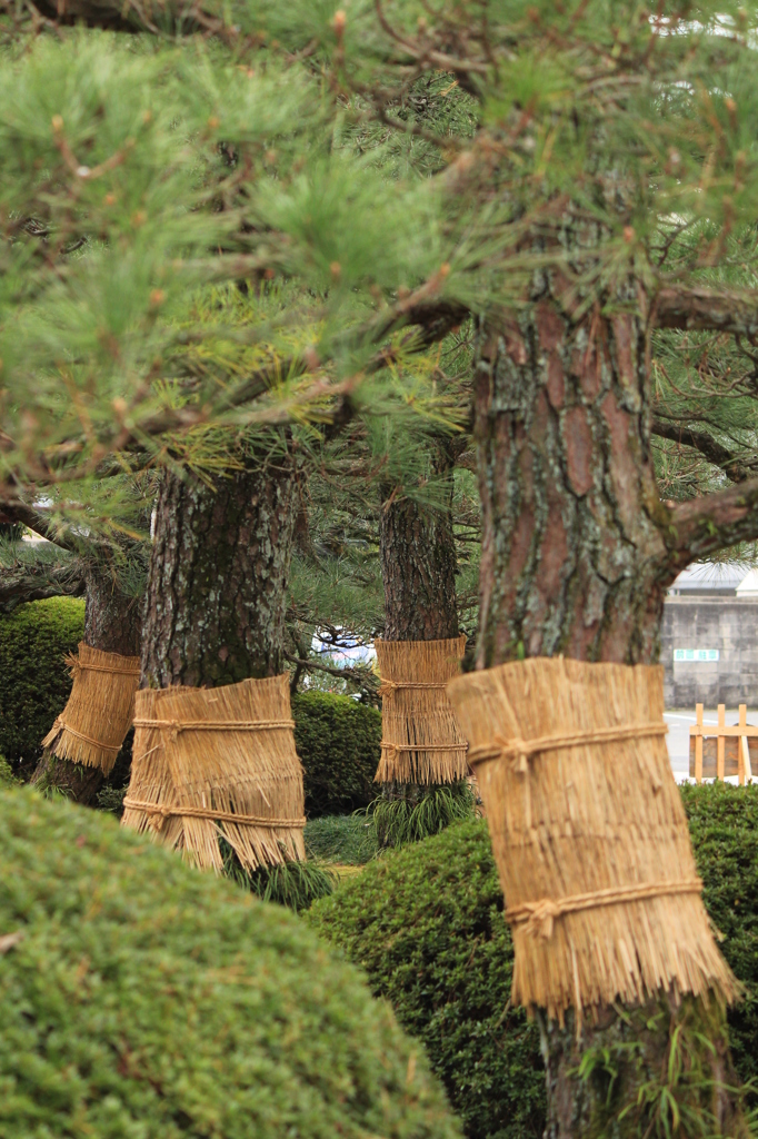 菰巻き兄弟＠縮景園