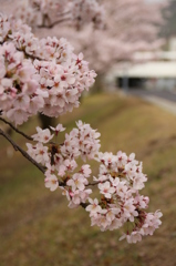 さくら
