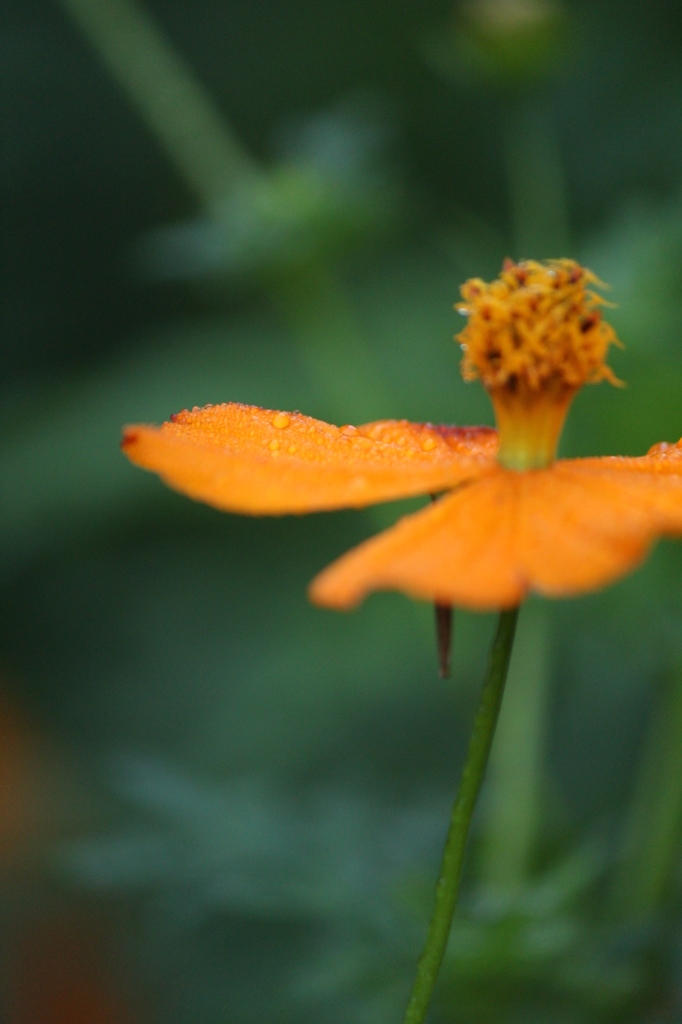 キバナコスモス