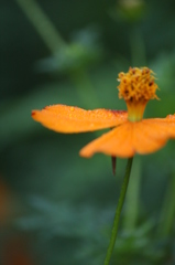 キバナコスモス