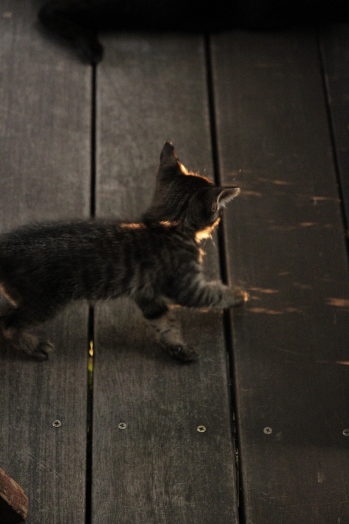 こねこ