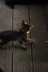 こねこ こねこ