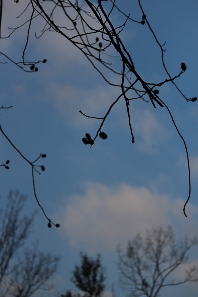 冬の空
