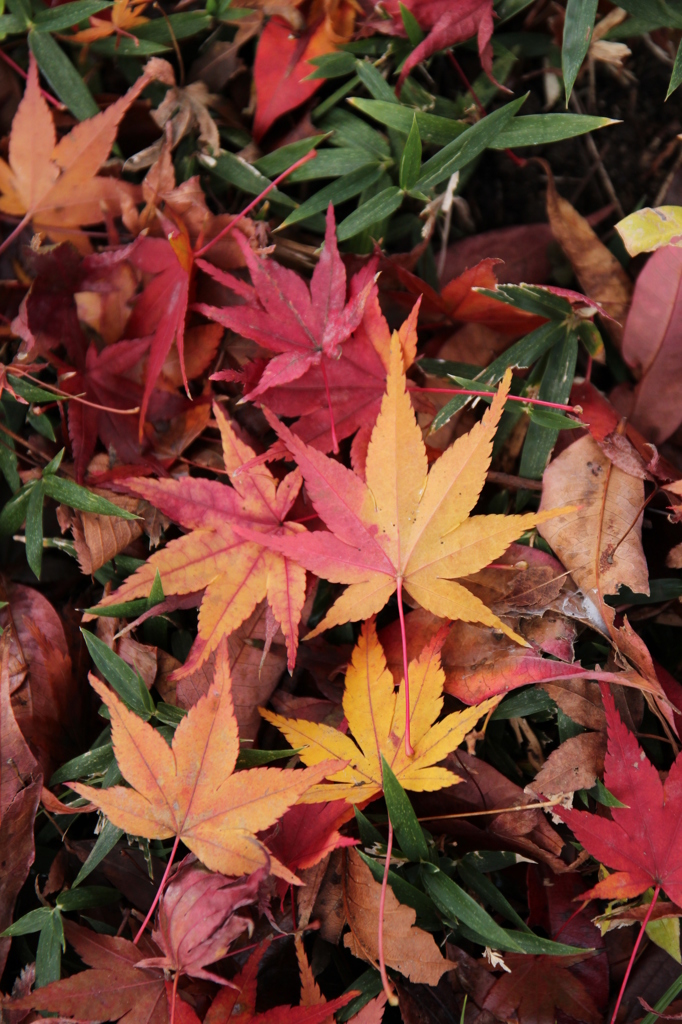 落ち葉＠縮景園