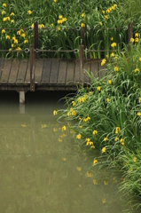 黄菖蒲