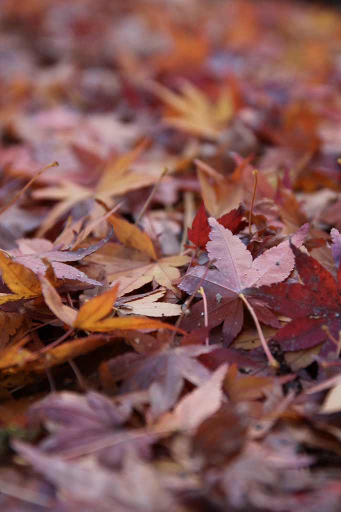 さくさくいう＠縮景園