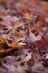 さくさくいう＠縮景園