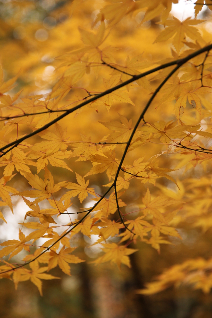 紅葉