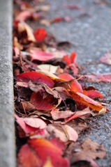 落ち葉