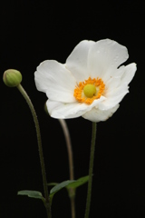 秋明菊
