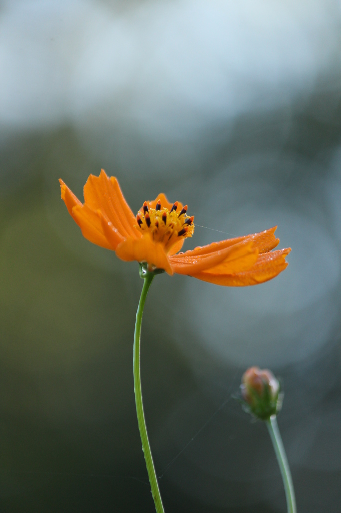 キバナコスモス