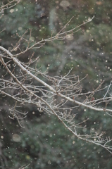 雪