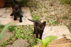 こねこたち
