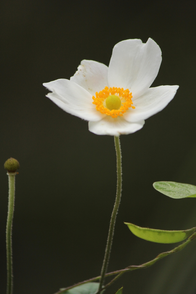 秋明菊