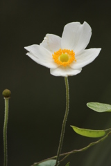 秋明菊