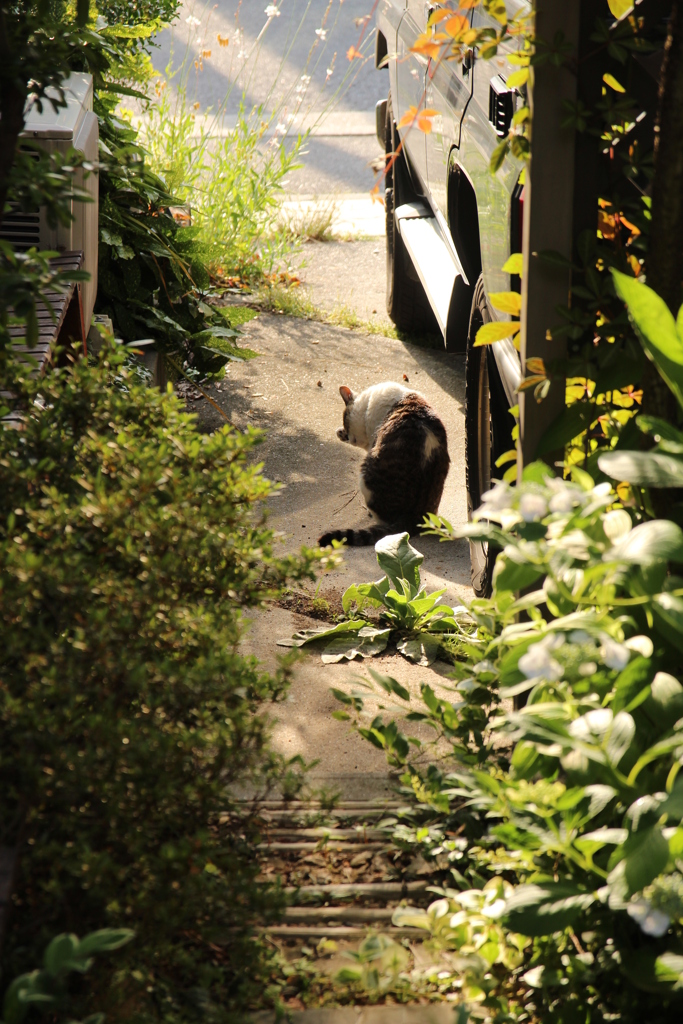 野良猫時代のつるこさん