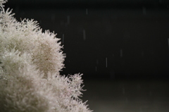 雨とスモークツリー