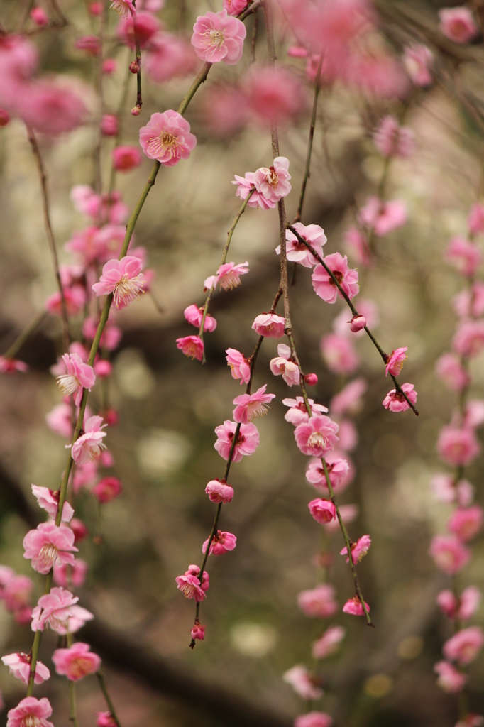 しだれ梅