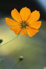 キバナコスモス