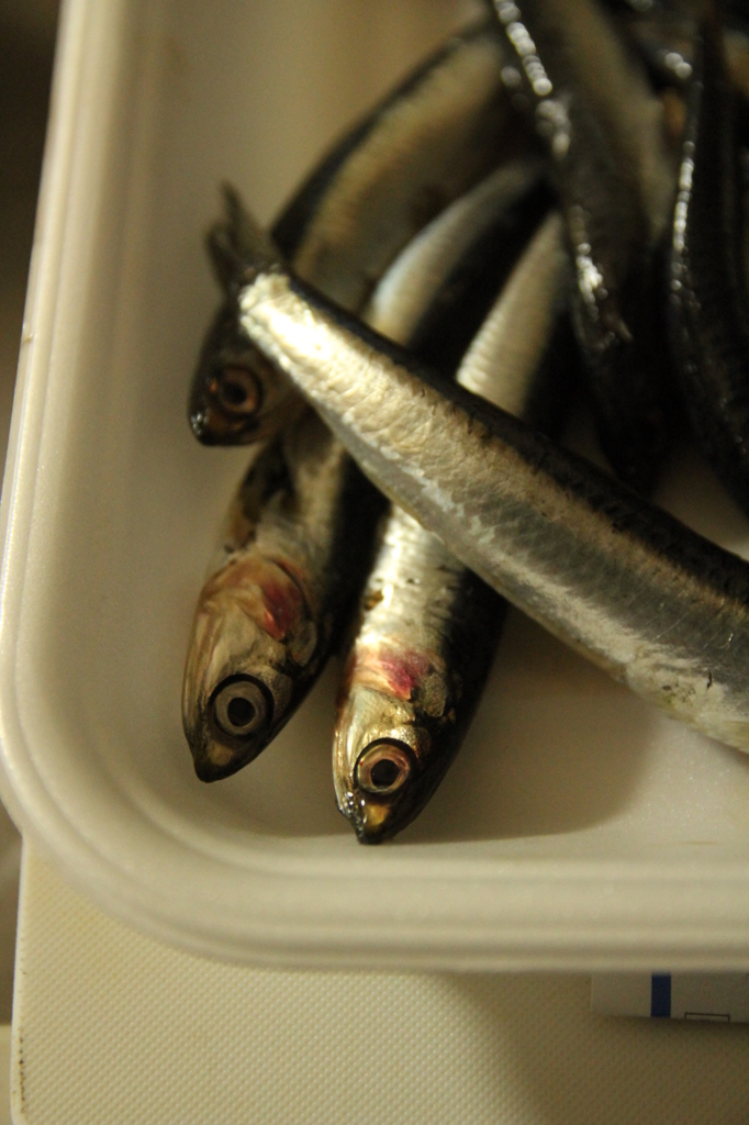 大阪産　いわし