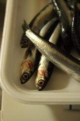 大阪産　いわし