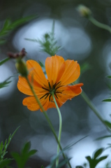 キバナコスモス