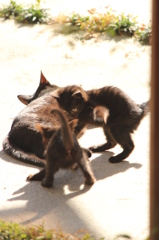 ひなたぼっこ